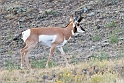 Pronghorn Antelope_YST1508